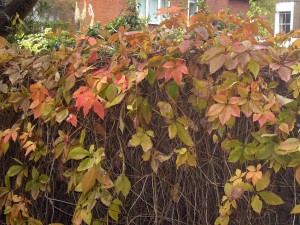 Autumn